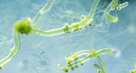 Filtration_Microorganisms